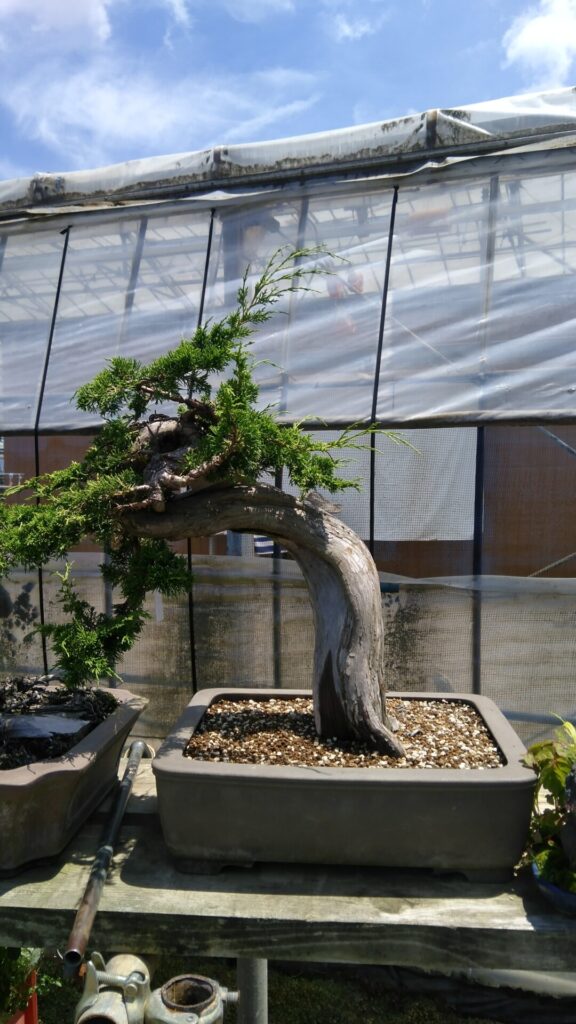 盆栽の樹形を知って、魅力的な世界に足を踏み入れよう！ - 東松島市真柏盆栽美術館もろや