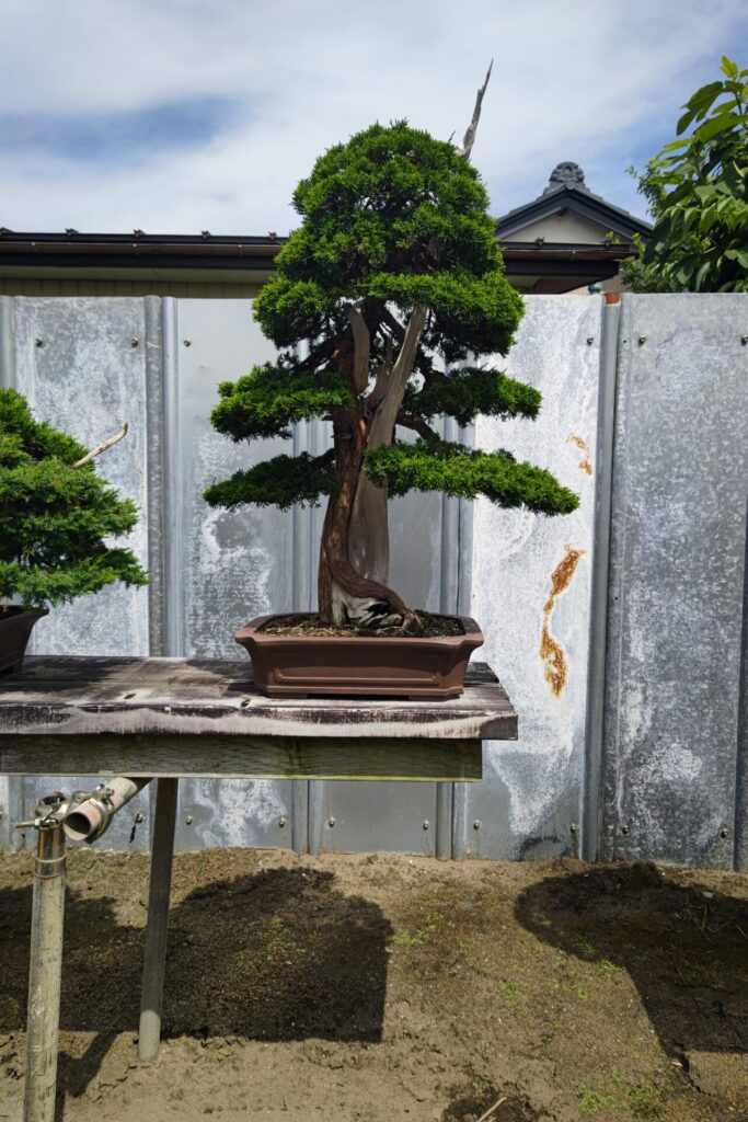 盆栽の樹形を知って、魅力的な世界に足を踏み入れよう！ - 東松島市真柏盆栽美術館もろや