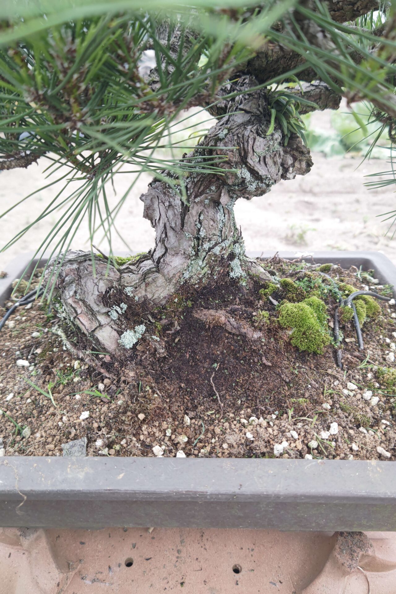 松盆栽の種類を写真付きで紹介!【人気のある松盆栽とは、葉の手触りなど】 - 東松島市真柏盆栽美術館もろや