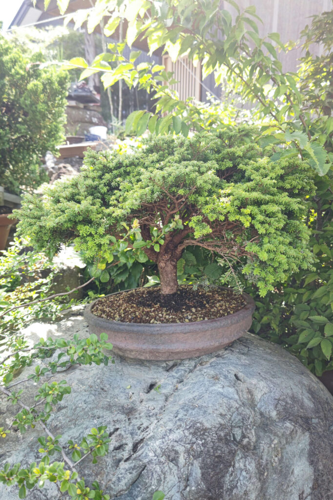 盆栽の樹形を知って、魅力的な世界に足を踏み入れよう！ - 東松島市真柏盆栽美術館もろや